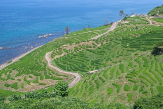 白米千枚田